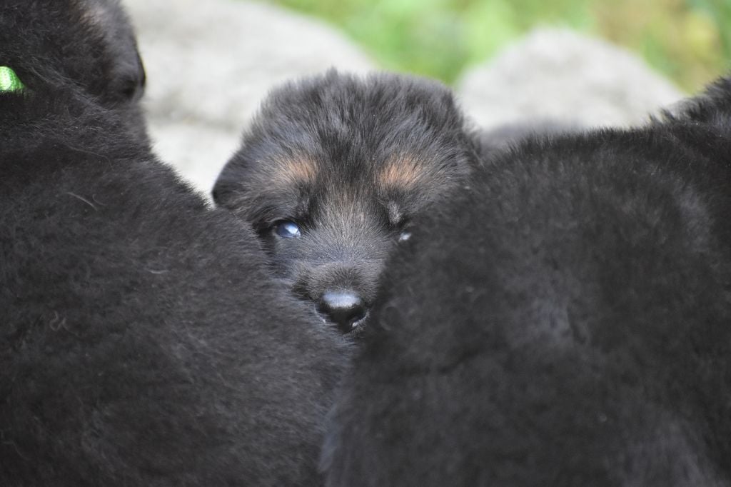 Chiot Berger Allemand Du Domaine D'Anteros