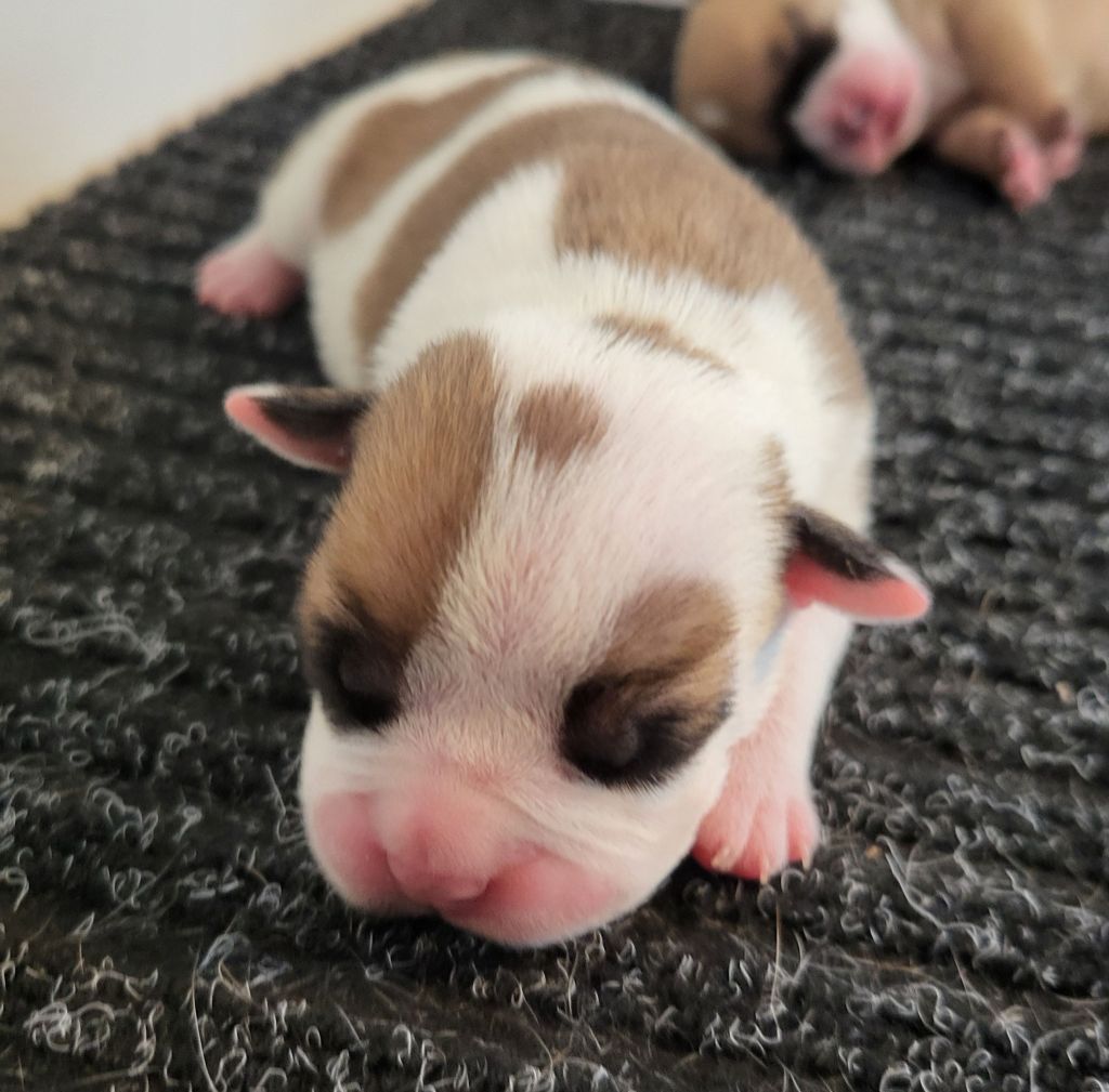 Des Brumes Du Luberon - Chiots disponibles - Bulldog continental