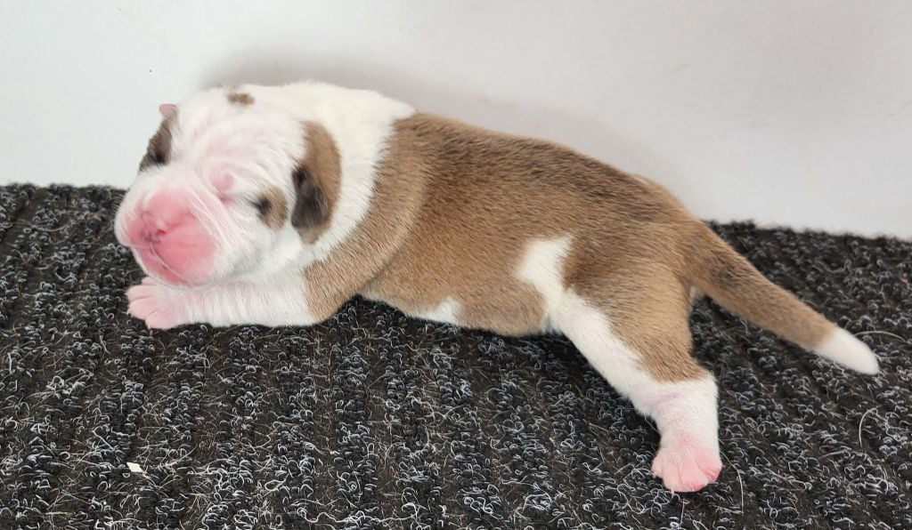 Des Brumes Du Luberon - Chiots disponibles - Bulldog continental