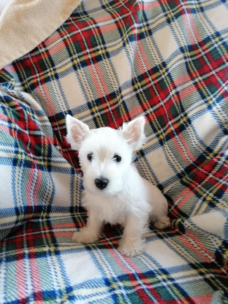 des lauriers d'aliénor - Chiots disponibles - West Highland White Terrier