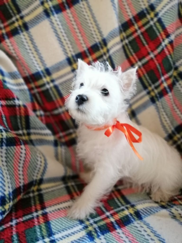 des lauriers d'aliénor - Chiots disponibles - West Highland White Terrier