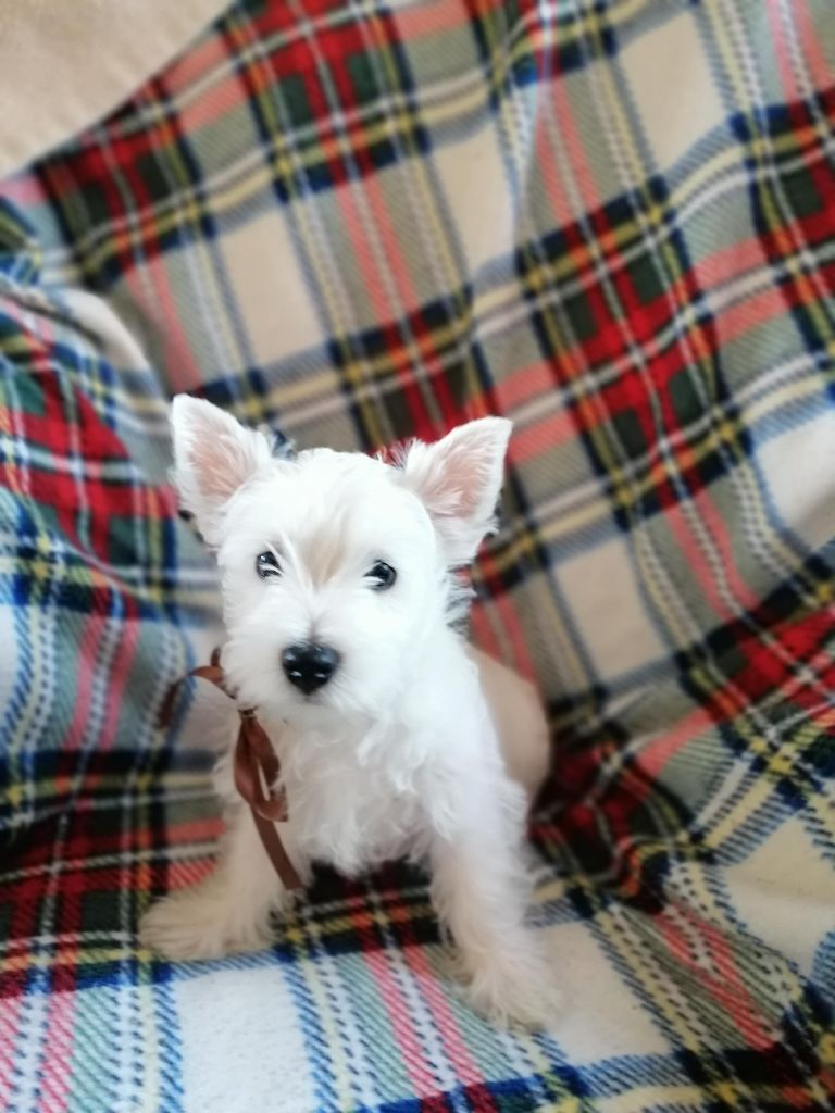 des lauriers d'aliénor - Chiots disponibles - West Highland White Terrier