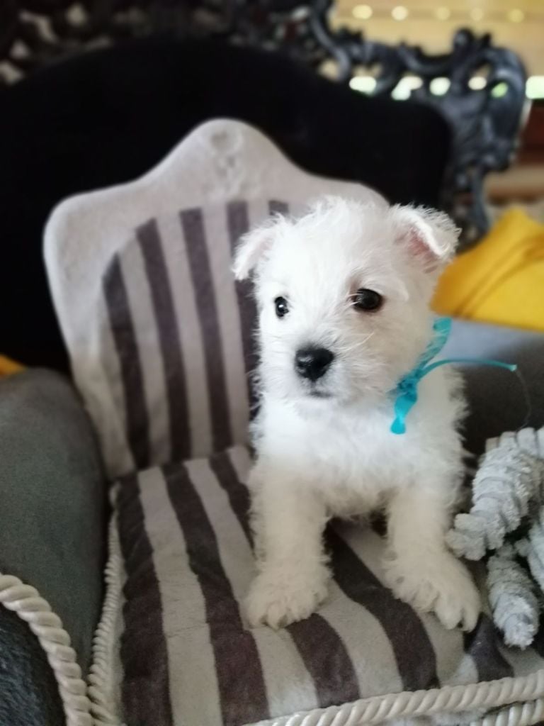 des lauriers d'aliénor - Chiots disponibles - West Highland White Terrier