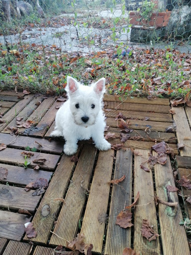 des lauriers d'aliénor - Chiots disponibles - West Highland White Terrier