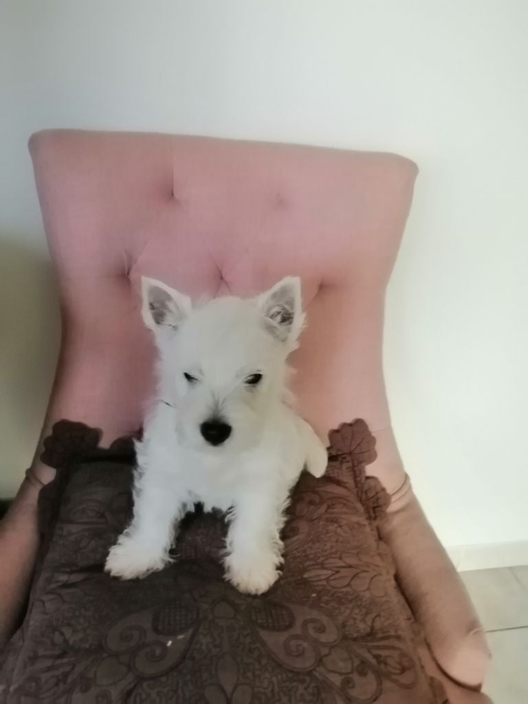 des lauriers d'aliénor - Chiots disponibles - West Highland White Terrier