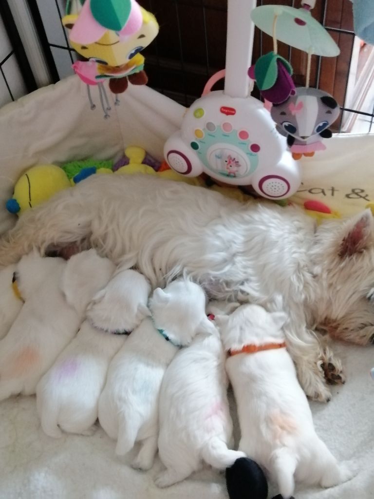 Chiot West Highland White Terrier des lauriers d'aliénor