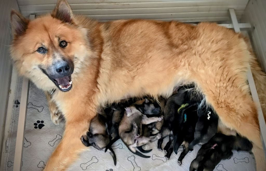 Du Monde De Gaomi - Eurasier - Portée née le 21/09/2024