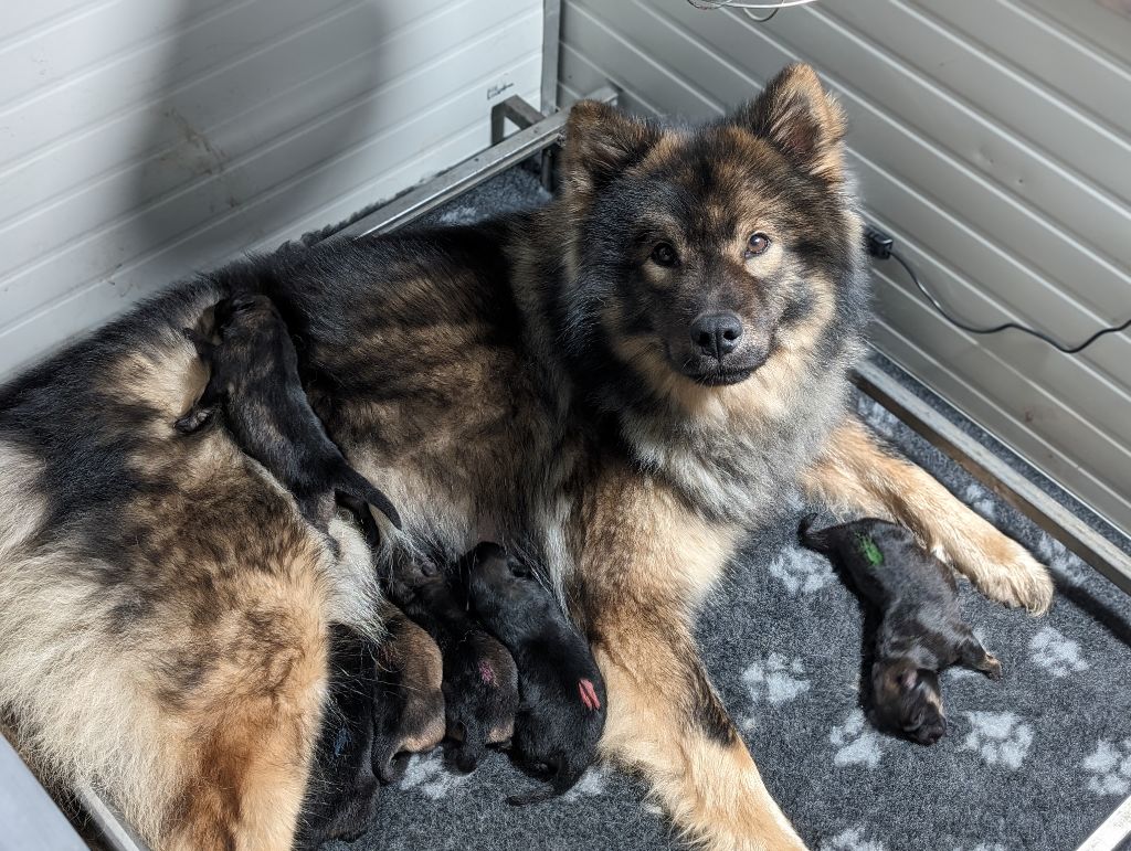 Du Monde De Gaomi - Eurasier - Portée née le 22/12/2023