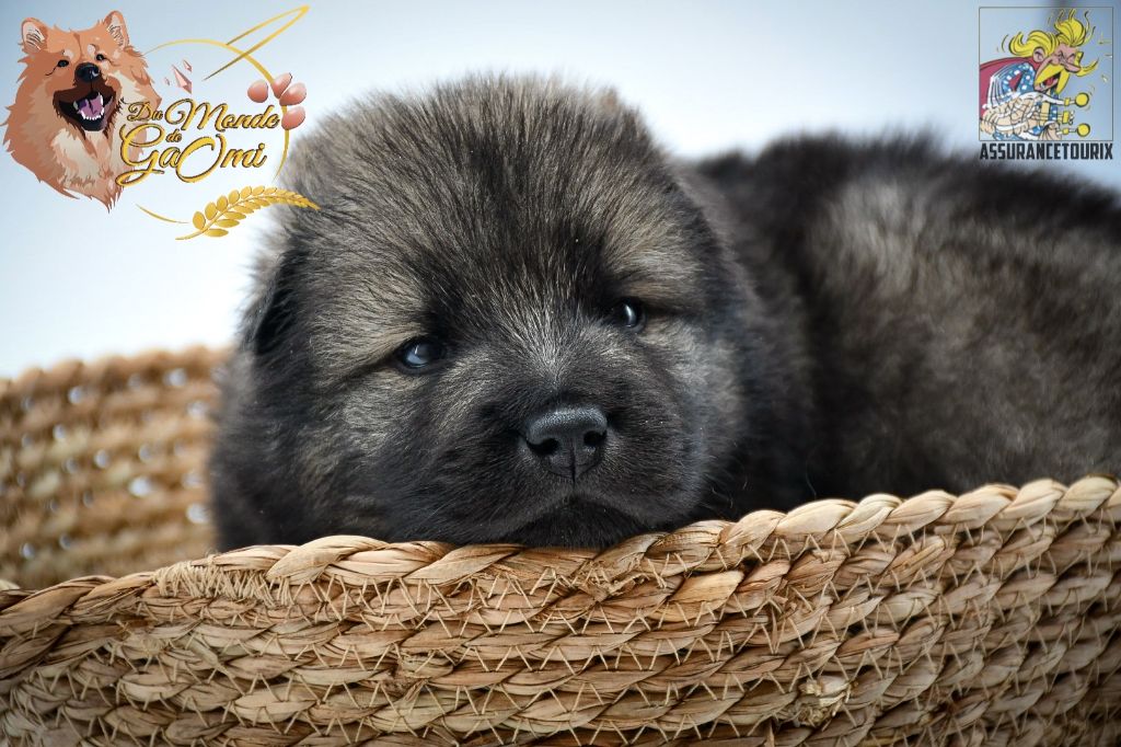 Du Monde De Gaomi - Eurasier - Portée née le 02/01/2023