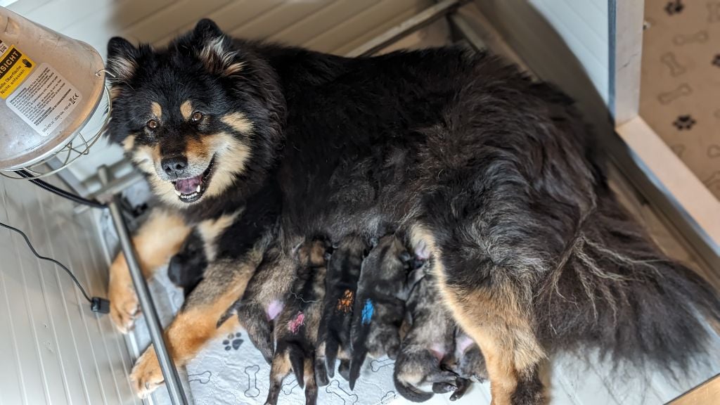 Du Monde De Gaomi - Eurasier - Portée née le 18/03/2024