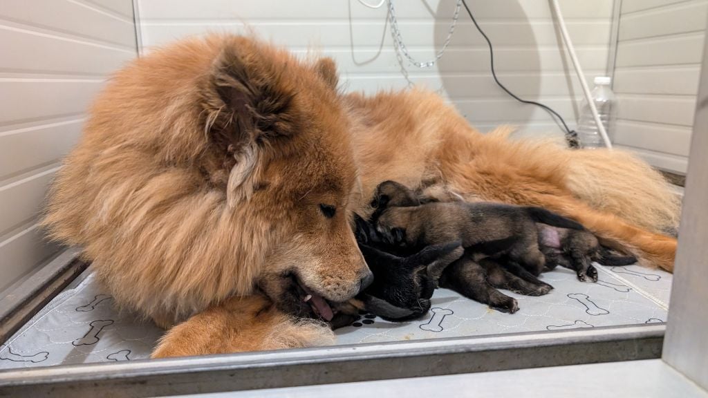 Du Monde De Gaomi - Eurasier - Portée née le 15/09/2024