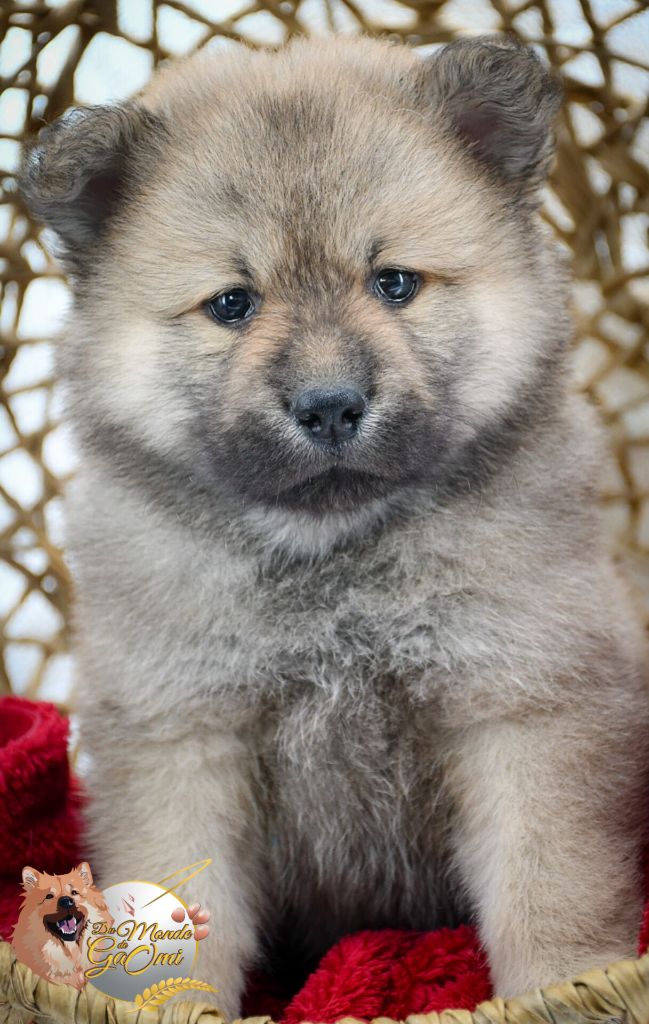 Du Monde De Gaomi - Eurasier - Portée née le 31/08/2024