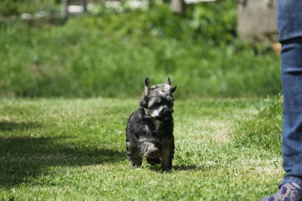 De La Prairie Aux Minimoïs - Chiots disponibles - Chien chinois à crête