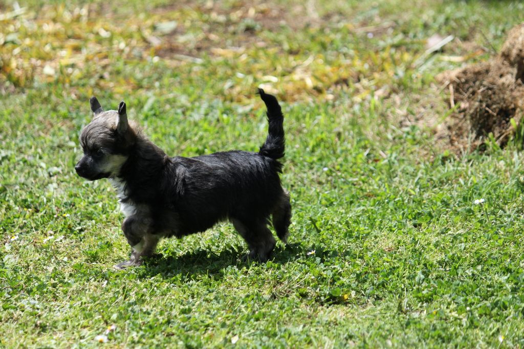 De La Prairie Aux Minimoïs - Chiots disponibles - Chien chinois à crête