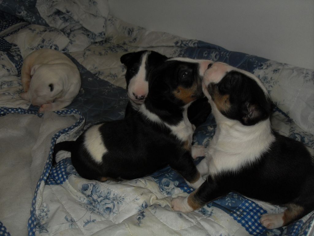 Kingston-Corbières Bt - Bull Terrier - Portée née le 16/05/2019