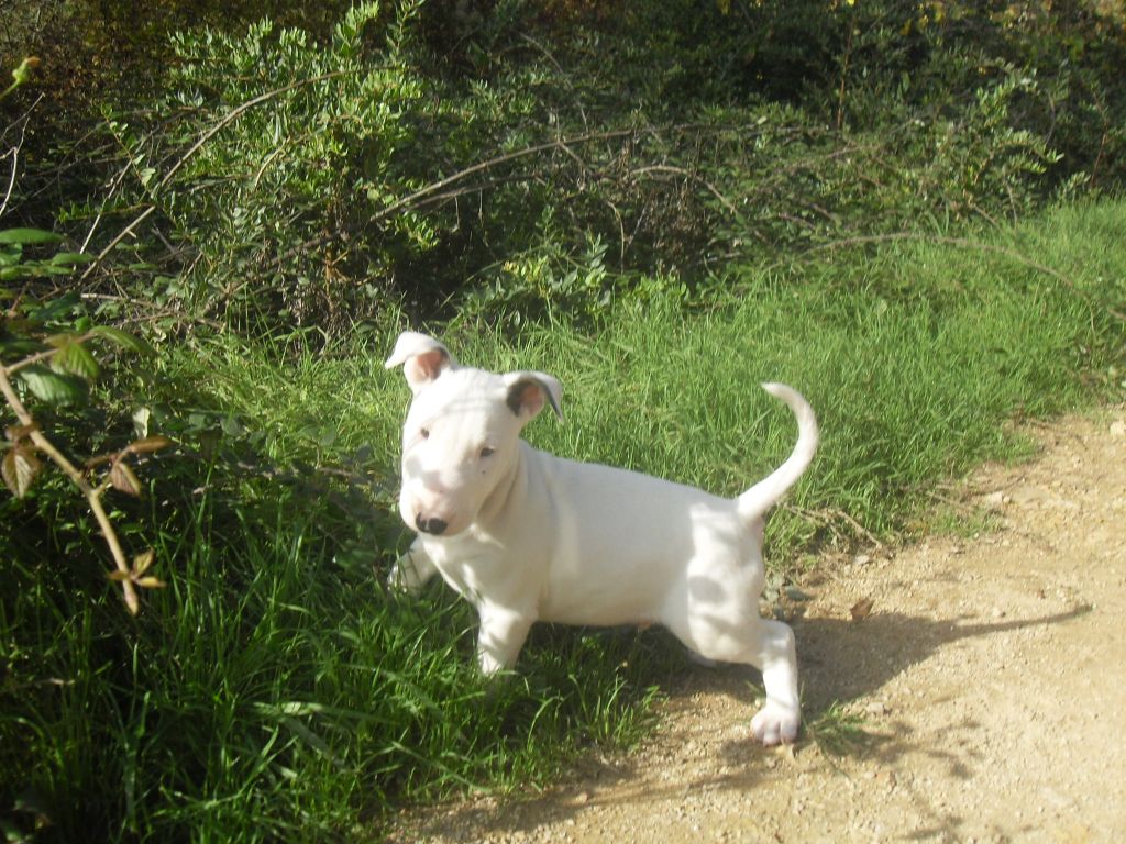 Kingston-Corbières Bt - Bull Terrier - Portée née le 25/08/2019