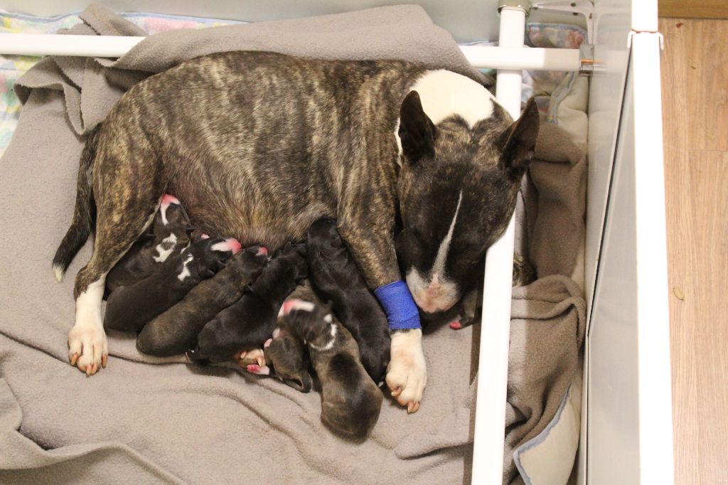 Kingston-Corbières Bt - Bull Terrier Miniature - Portée née le 18/05/2018