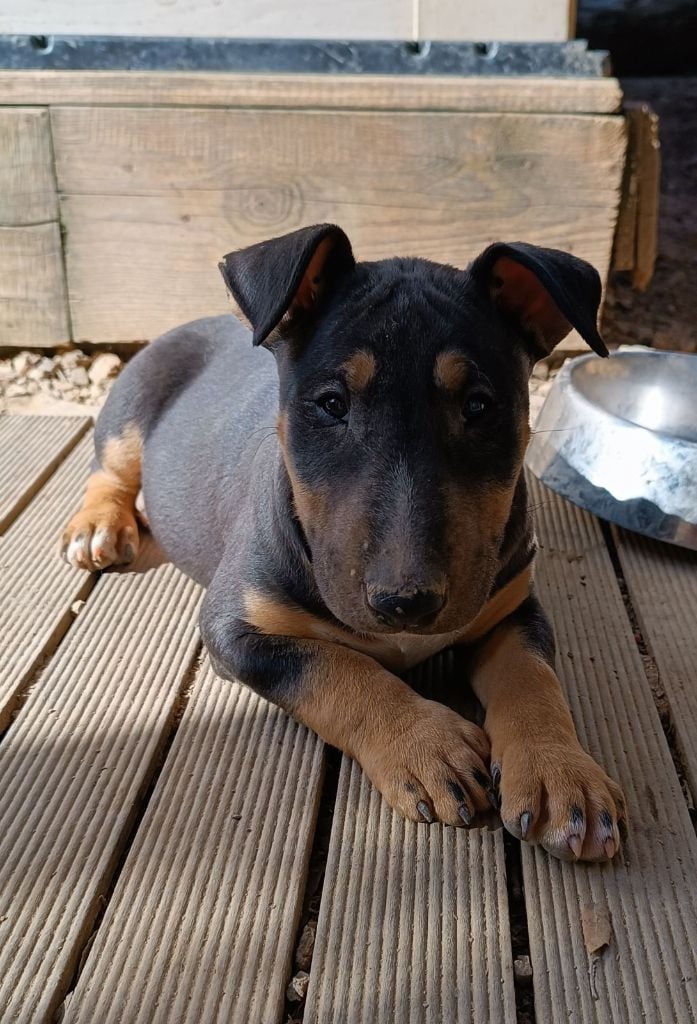 Kingston-Corbières Bt - Chiots disponibles - Bull Terrier