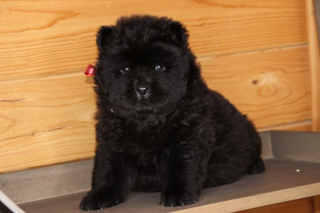 Mayron Roussalino - Chiots disponibles - Chow Chow