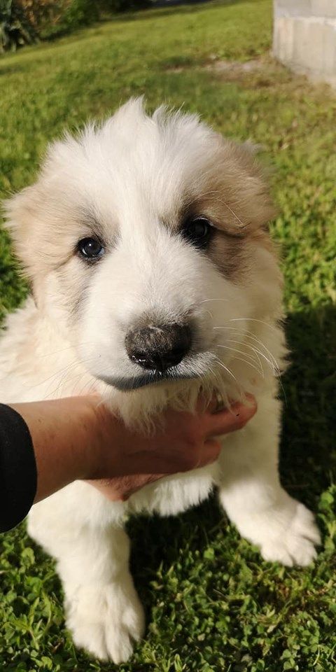 De La Pension Des Collines - Chien de Montagne des Pyrenees - Portée née le 24/03/2019