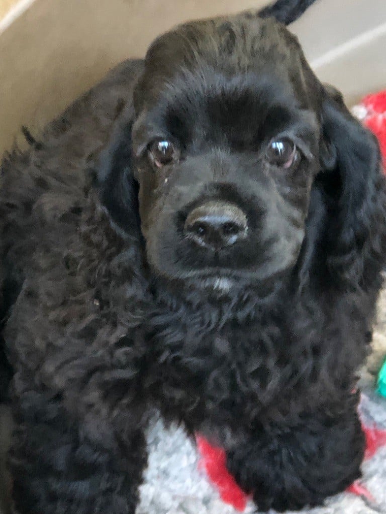 Truly Mine - Chiots disponibles - American Cocker Spaniel