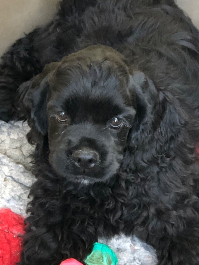 Truly Mine - Chiots disponibles - American Cocker Spaniel