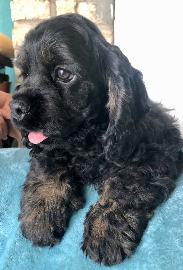 Truly Mine - Chiots disponibles - American Cocker Spaniel