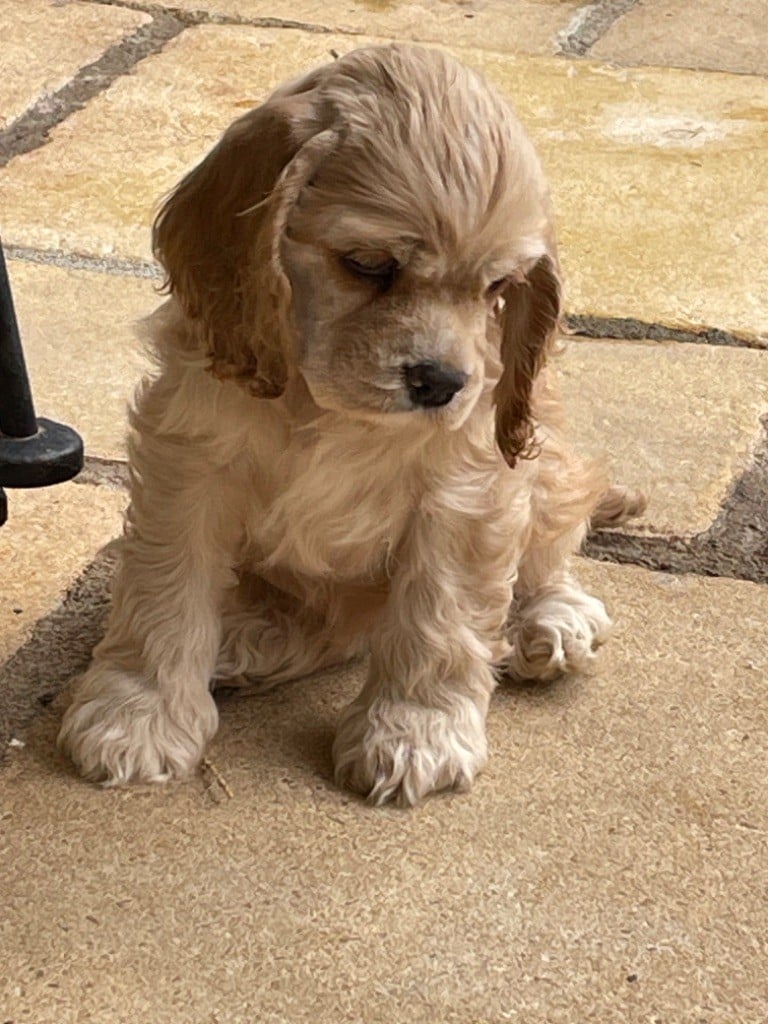 Truly Mine - Chiots disponibles - American Cocker Spaniel