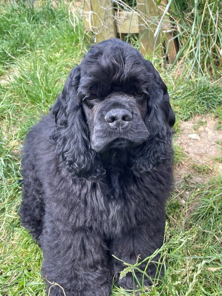 Truly Mine - Chiots disponibles - American Cocker Spaniel