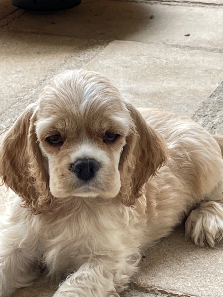 Truly Mine - Chiots disponibles - American Cocker Spaniel