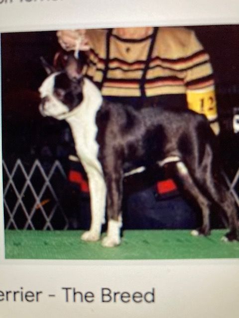 Chiot Boston Terrier North Mans