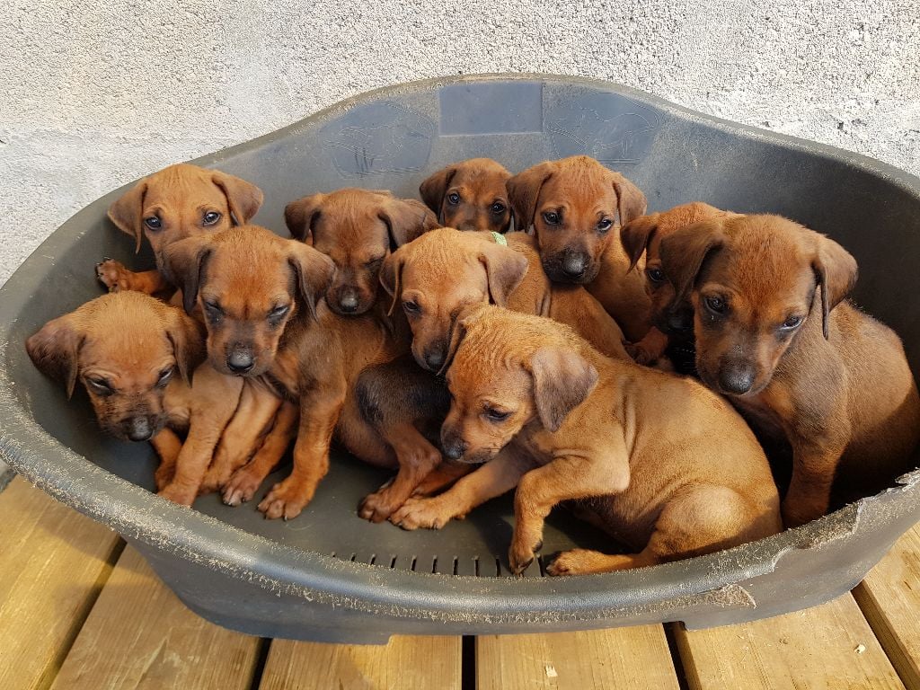 Cosy Time - Rhodesian Ridgeback - Portée née le 08/06/2018