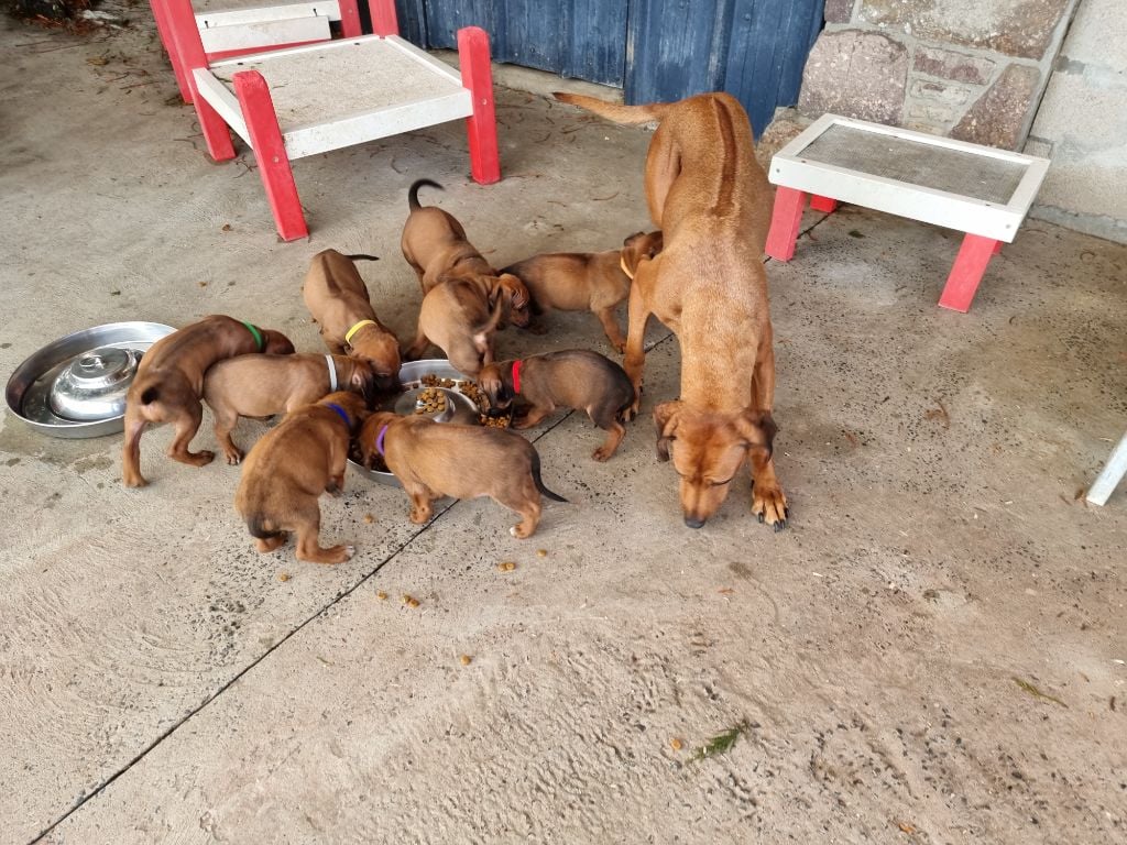 Chiot Rhodesian Ridgeback Cosy Time