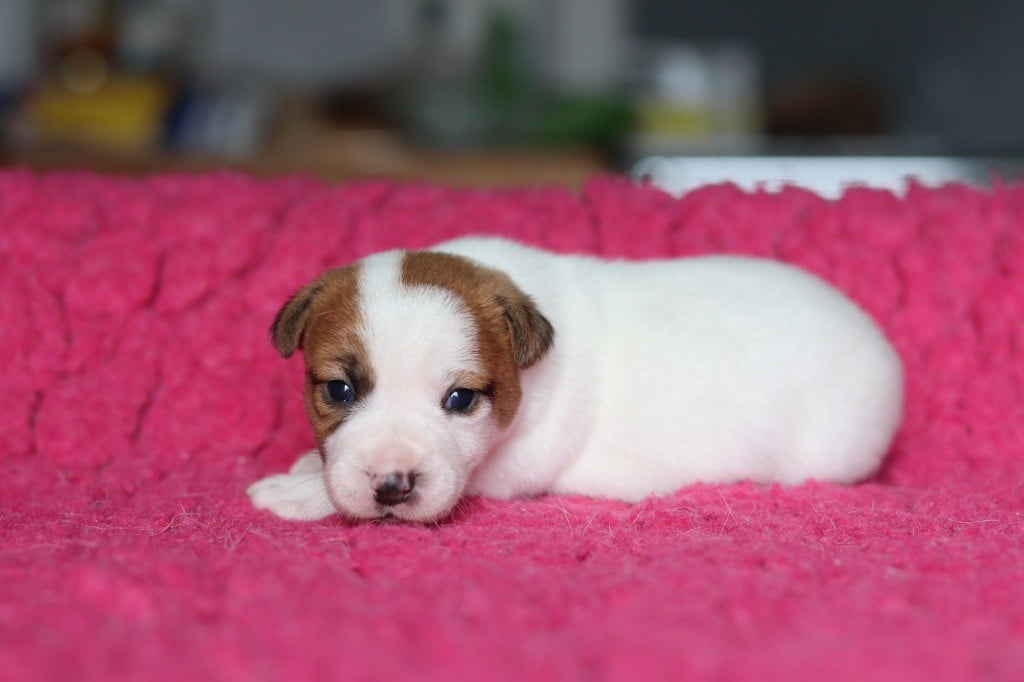 Du Bois De Capsil - Chiots disponibles - Jack Russell Terrier