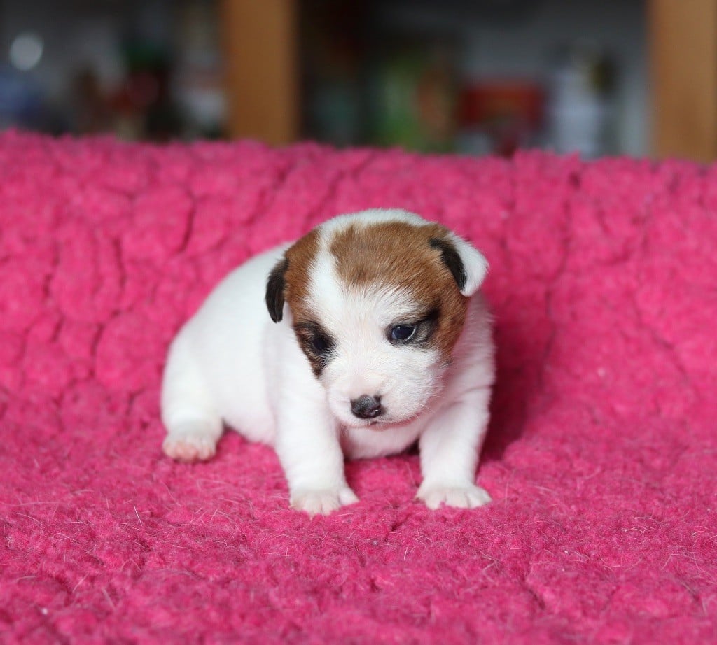 Du Bois De Capsil - Chiots disponibles - Jack Russell Terrier