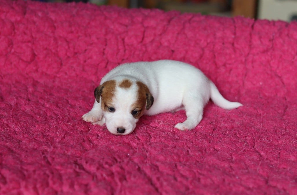 Du Bois De Capsil - Chiots disponibles - Jack Russell Terrier