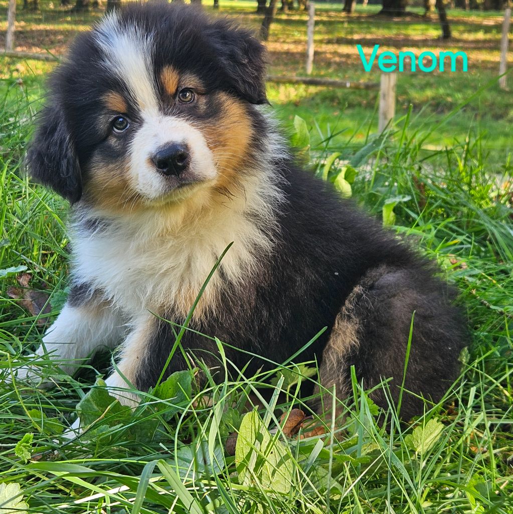 Du Rêve De Shanizo Lo - Chiots disponibles