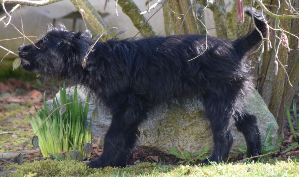 Des Lutins Du Petit Ried - Chiots disponibles - Berger des Pyrenees à poil long