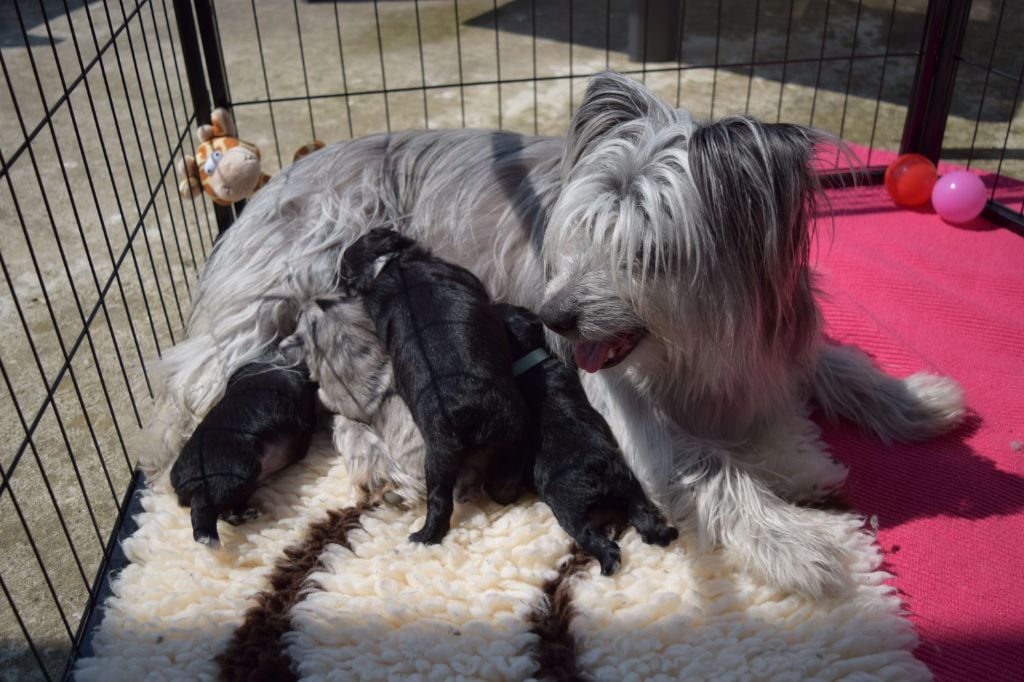 Chiot Berger des Pyrenees à poil long Des Lutins Du Petit Ried