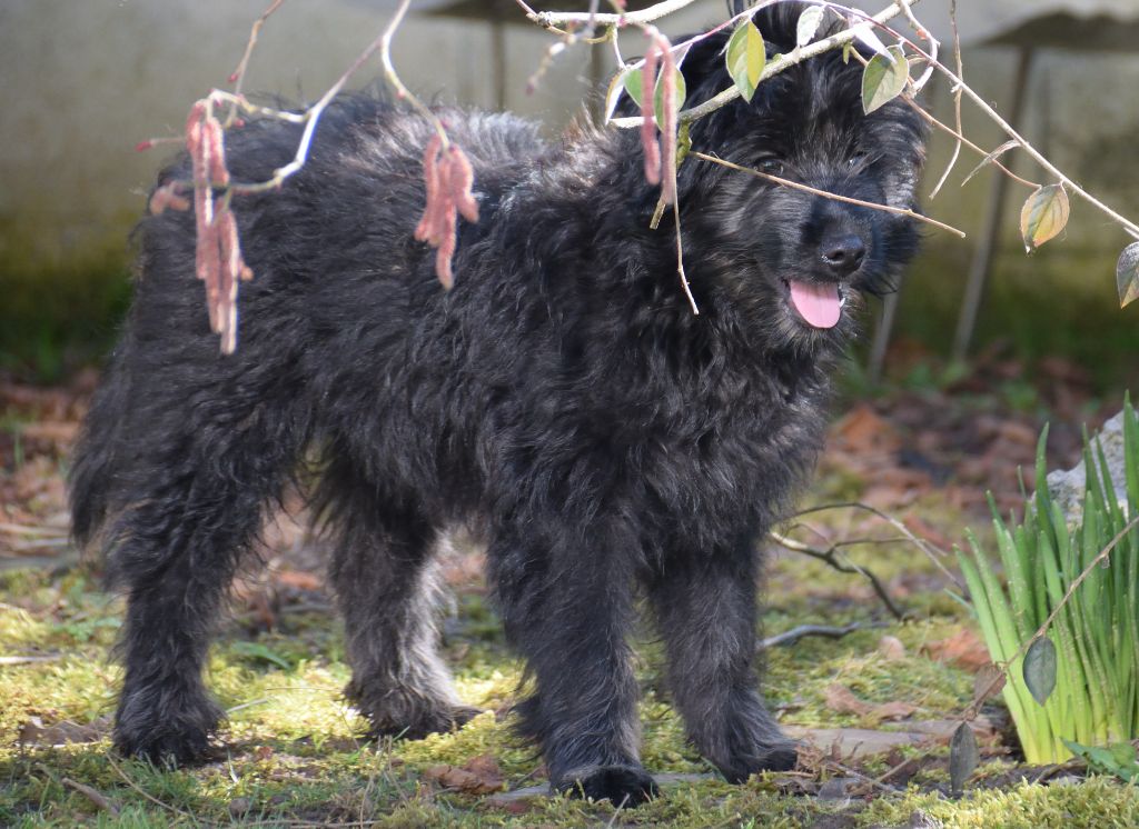 Des Lutins Du Petit Ried - Chiots disponibles - Berger des Pyrenees à poil long