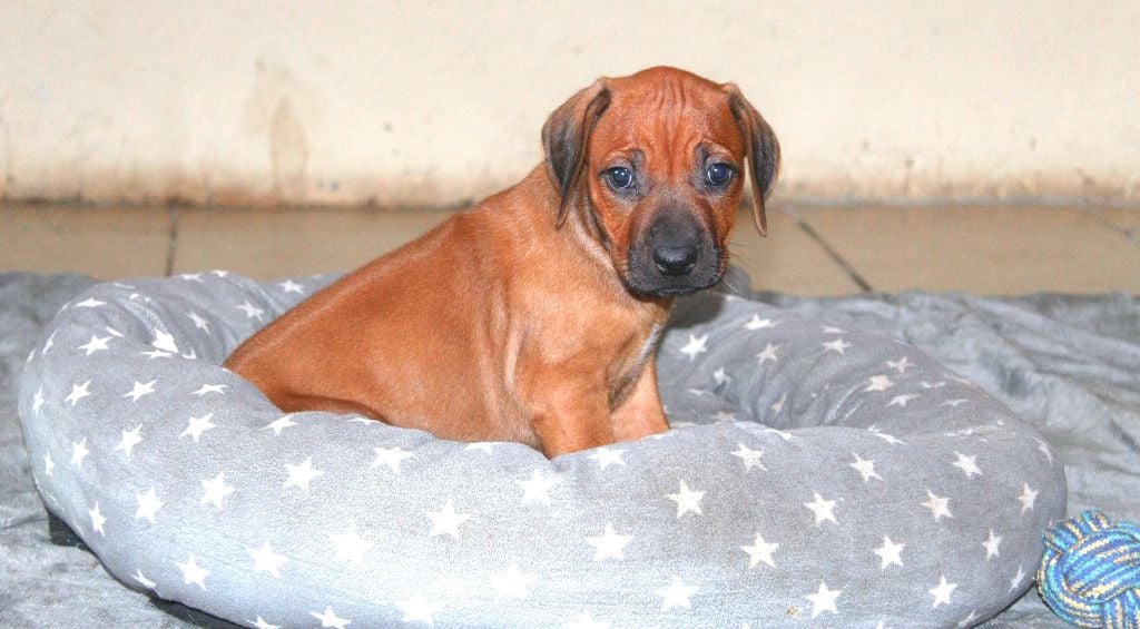 African Shadows - Chiots disponibles - Rhodesian Ridgeback