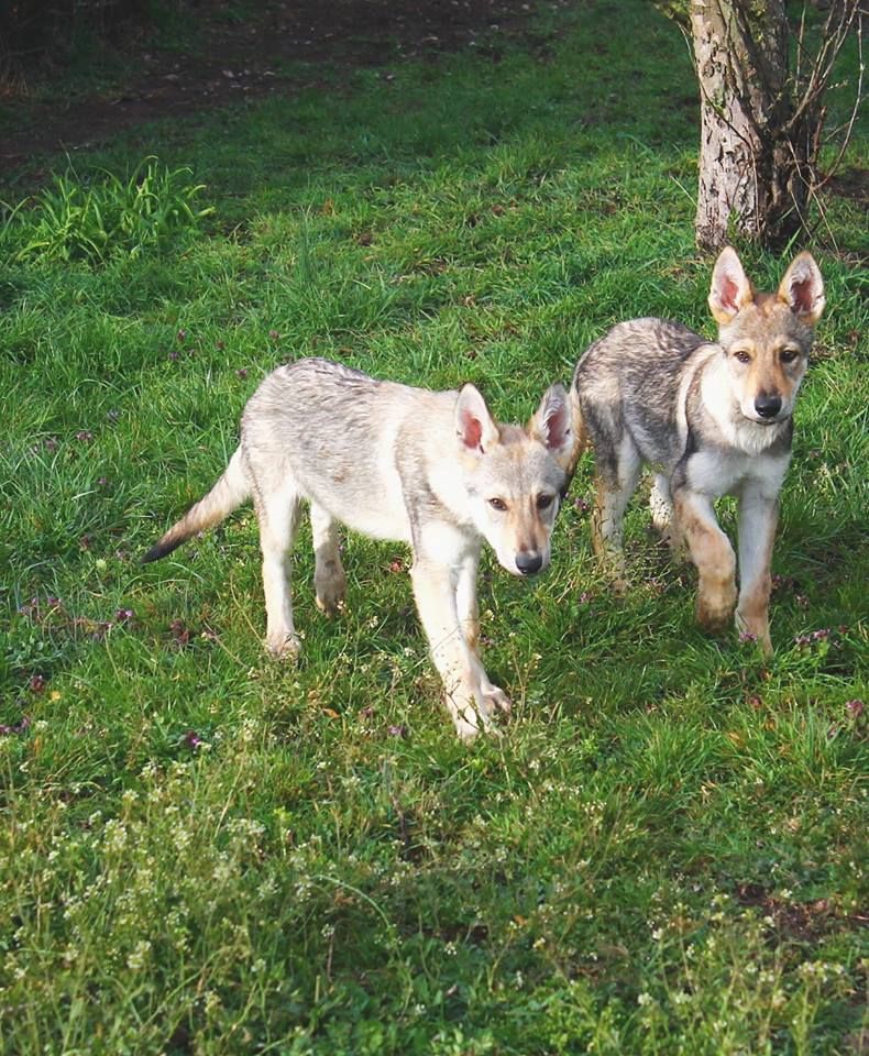 African Shadows - Chien-loup tchecoslovaque - Portée née le 24/12/2018