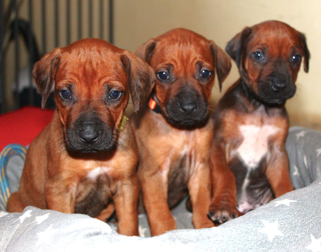 Chiot Rhodesian Ridgeback African Shadows