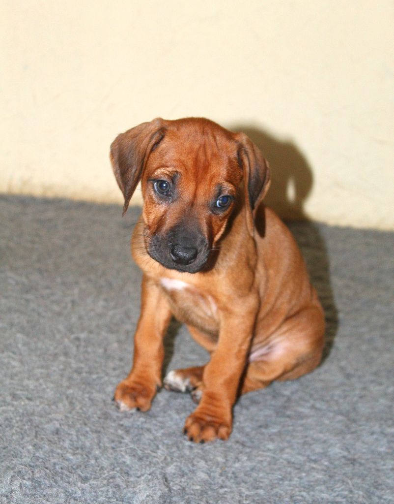 African Shadows - Chiots disponibles - Rhodesian Ridgeback