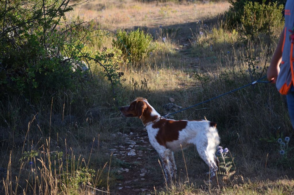 De La Pointe De Roumagnac - Nova saillie par Mickey , porté coté 8 !