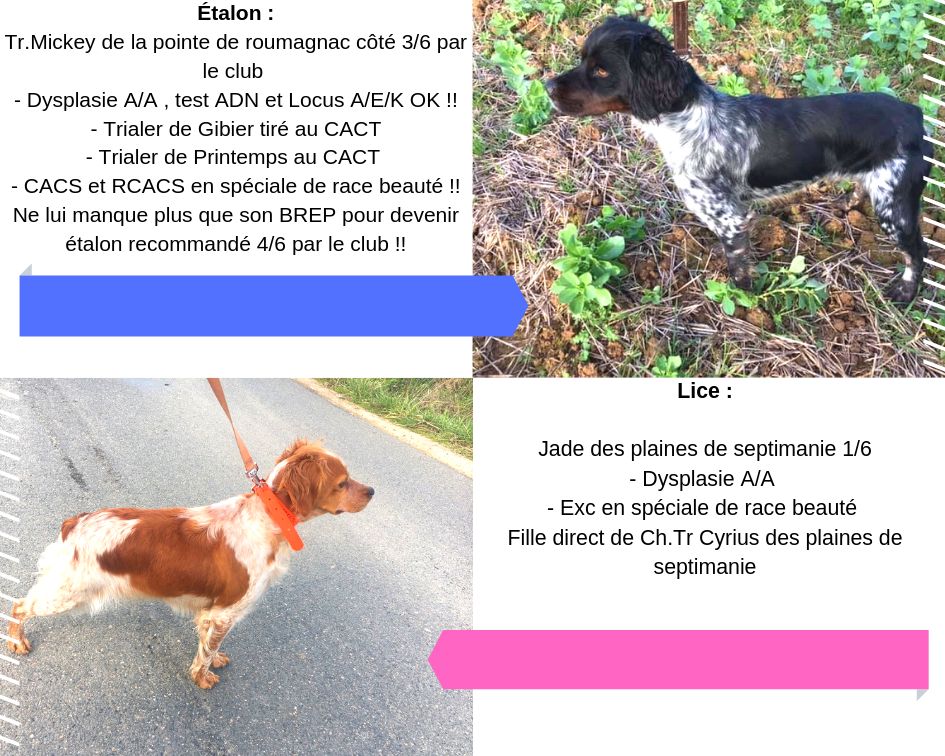 De La Pointe De Roumagnac - Naissance des chiots de Jade !!