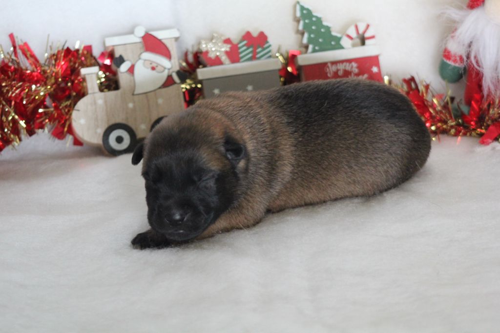 Des Terres D'Arès - Chiots disponibles - Berger Belge