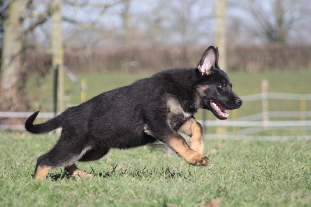 Des Terres D'Arès - Chiots disponibles - Berger Allemand