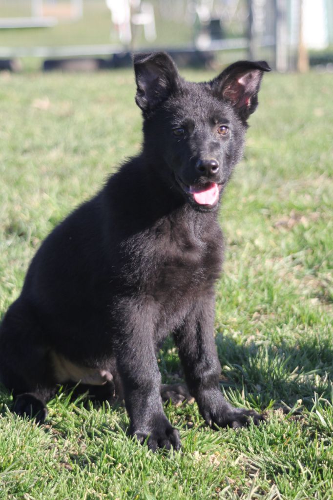 Des Terres D'Arès - Chiots disponibles - Berger Allemand