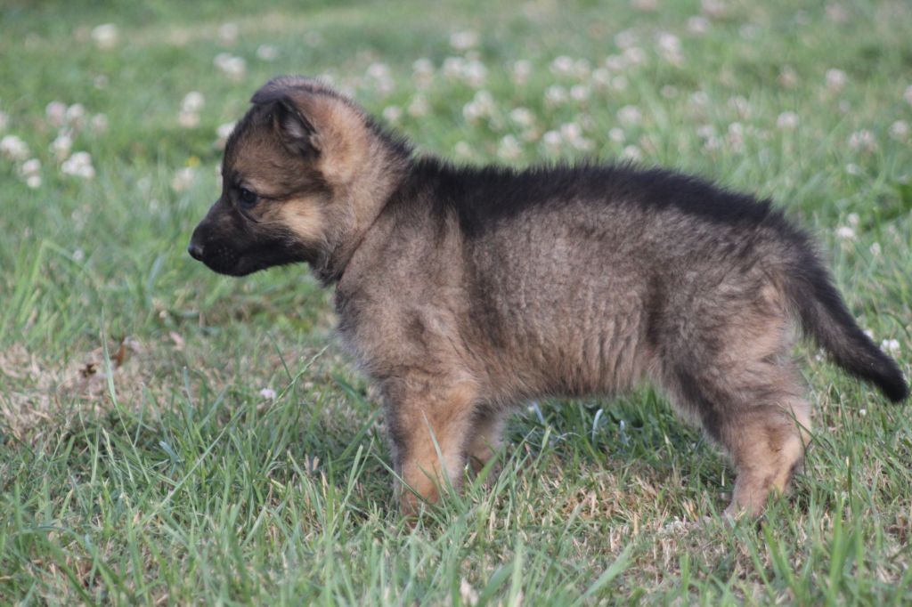 Des Terres D'Arès - Chiots disponibles - Berger Allemand